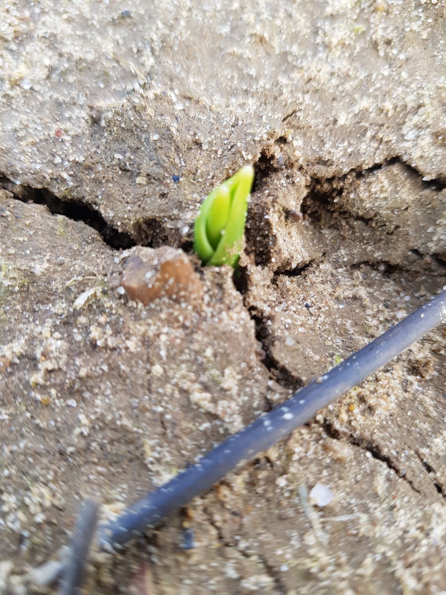 MarkEves6's tweet image. can you believe the tulips are just poking through the soil ? #springisonitsway #britishflowers