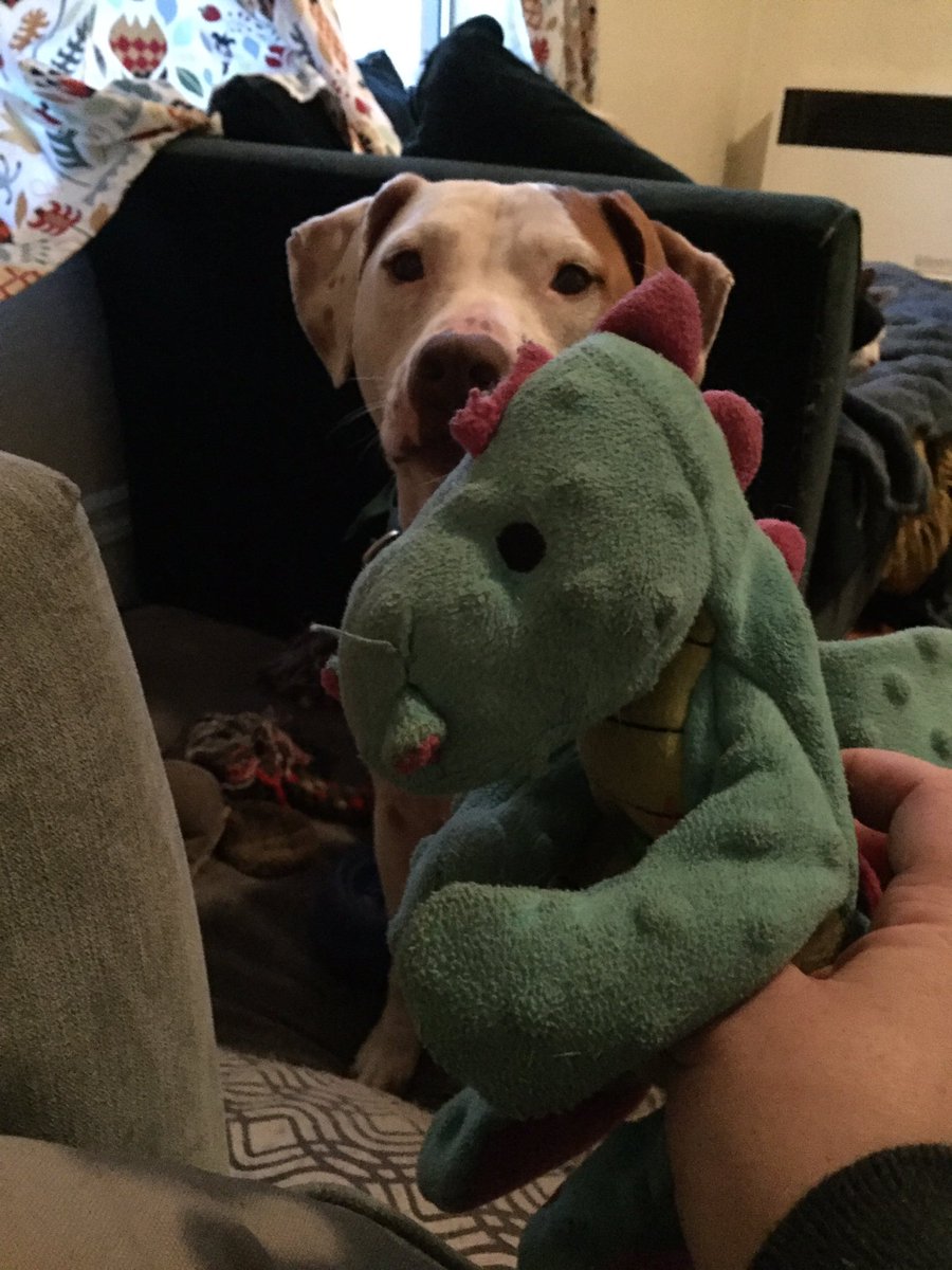 brieburnham's tweet image. Anyone friends (or friends of friends) in need of any freelance graphic design skills or social media managing? About to set out on my own. #BigFrontier #EnvironmentalDesign #GraphicDesign 

Also. Here is a picture of my dog with her most treasured toy. Enjoy.