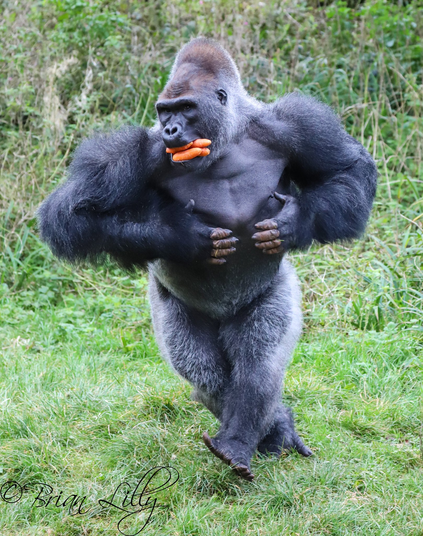 hamleys gorilla