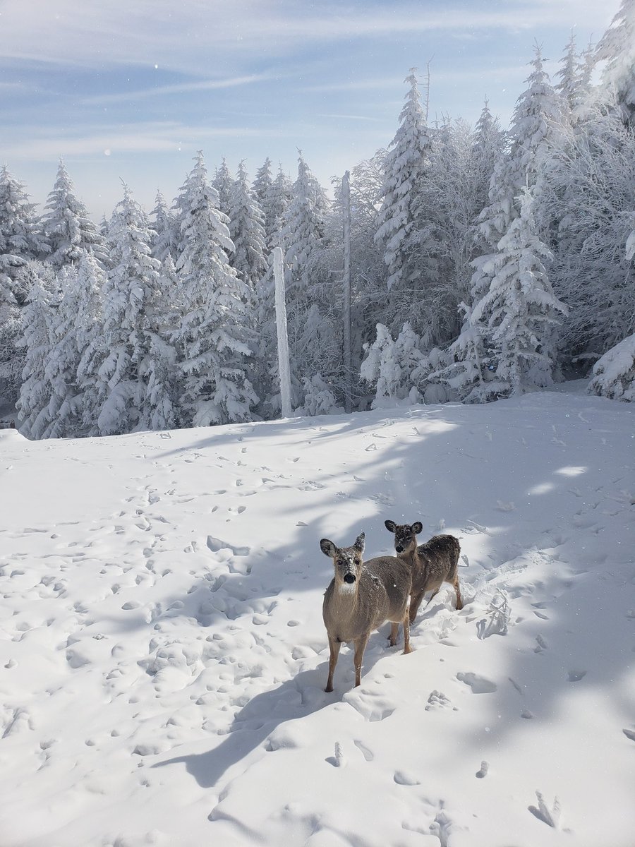 snowshoemtn's tweet image. Great to see some of our locals out enjoying this gorgeous day! 
#snowshoemtn #snowshoelocals #almostheaven