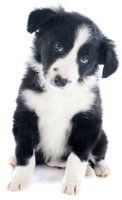 mymoderndog's tweet photo. Ever wondered how dogs process what they see and hear, how puppies learn to recognise voices and words?  Well, dog scientists in the UK are trying to find out and they need your help.  Find out more here https://t.co/cADYGsPv55  Please share. #dogs #citizenscience https://t.co/YBTw29QMww