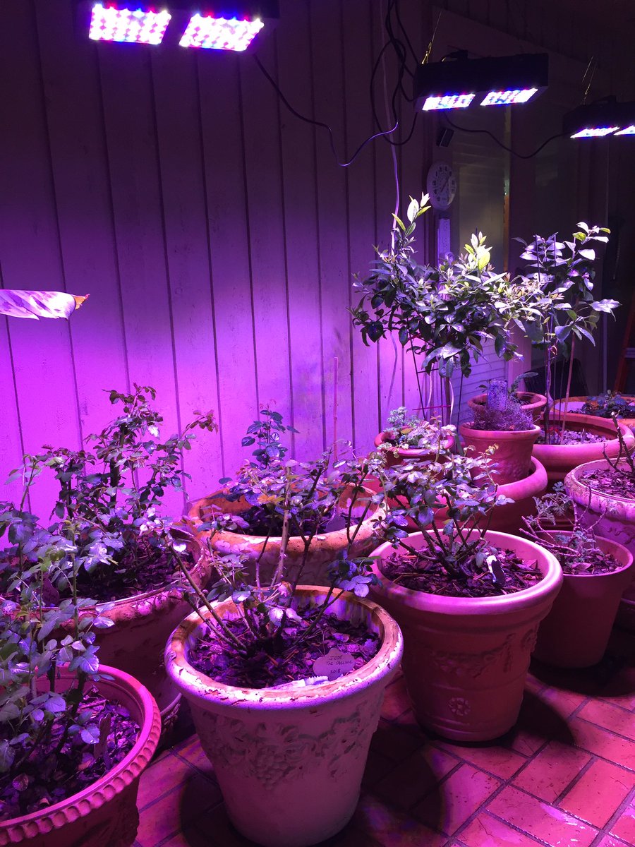 patsyparisi2's tweet image. Some @DaustinRoses put in for the winter under 3x300w led. They were severely pruned and are now displaying impressive new growth 👍