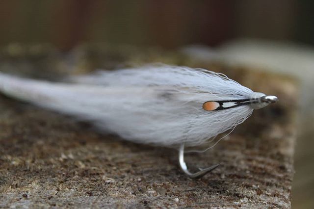 RHarvey_ukflies's tweet photo. Grey ghost ..,#flatwing #sandeelpattern #sandeel #fishwithteeth #funkyflytying #seabassflies #seabass #striperflies #saltwaterflies #saltwaterflytying #rupertharveysflies #ukflies https://t.co/GNJcD4KGvG https://t.co/jWgn0hlGXi