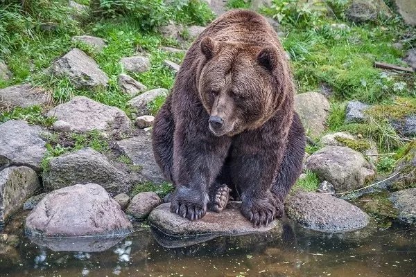InitiaticV's tweet photo. La #Roumanie compte de 6 000 à 9 000 #ours bruns 🐻. On vous emmène les observer dans leur milieu naturel 🌲#initiaticvoyage #voyageHorsDesSentiersBattus
https://t.co/AKBGf93M73 https://t.co/SvrKsLn1NN