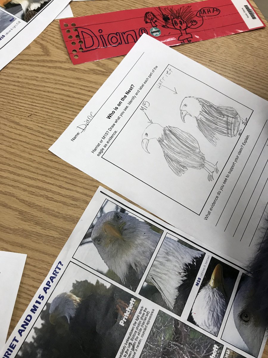 patriciaeyer's tweet photo. @WOSnews @MrsSchaeferRm1 Ss are fabulous researchers and illustrators using evidence to prove who is on the nest #Harriet or #M15 @SWFLEagleCAM https://t.co/FoulyKgpGI
