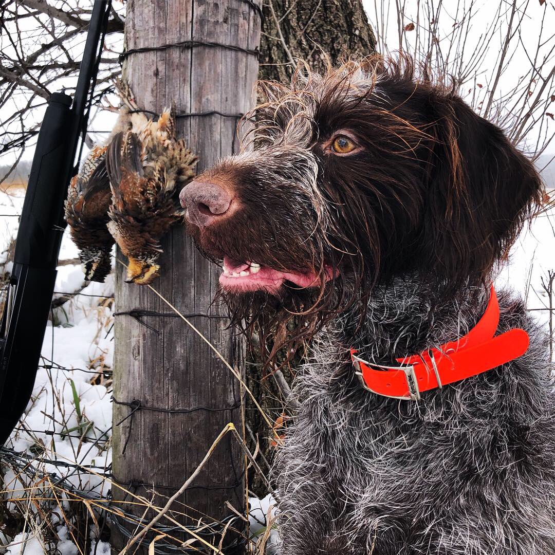 BEOUTDOORScom's tweet photo. The dog was getting cabin fever. #middayquailhunt #quail #birddogsofinstagram #birddog #wiredhairedpointer #uplandhunting @Benelli_USA @quail4ever https://t.co/fRzzVn0Hn2