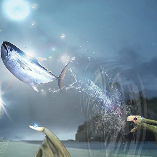 あまりにもフライングサーディンがマグロだ!との意見が目立つので、①件のサーディン(イワシ)と ②黒マグロと ③マイワシ を並べておきます。
やっぱりマグロじゃないか!