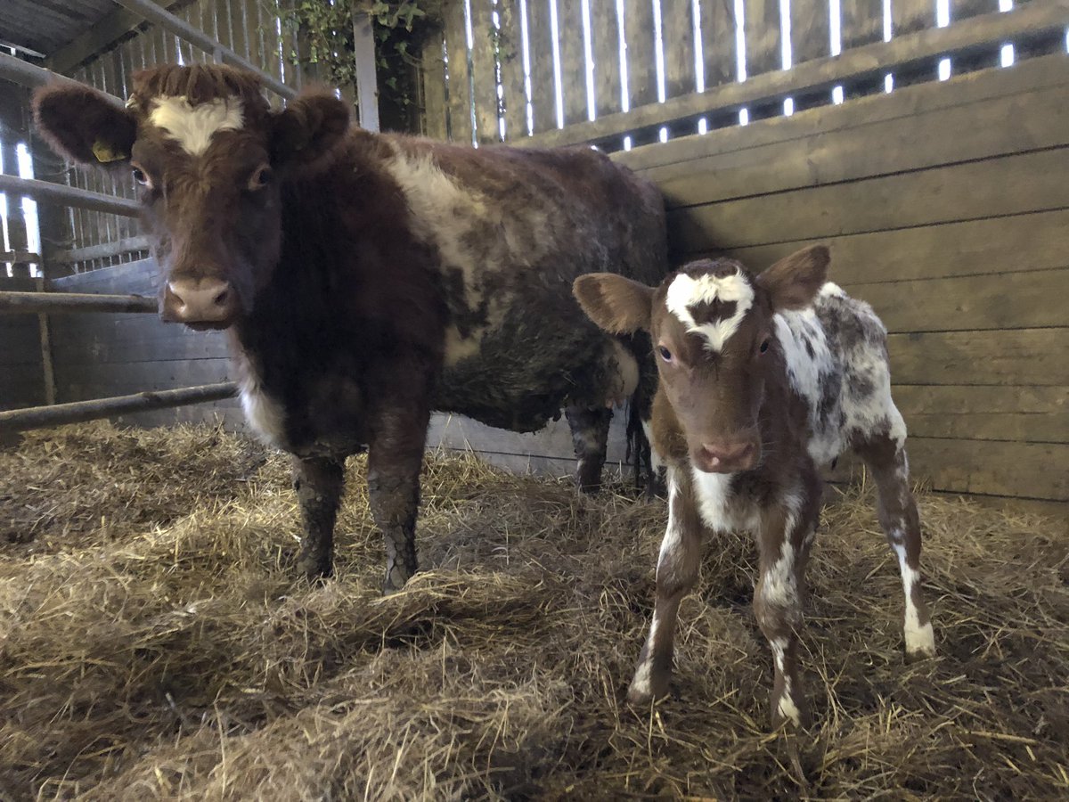 BrymoreFarm's tweet photo. Strawberry, another one of our 100% Dairy Shorthorn heifers, has calved a heifer calf. There’s less than 100 100% Dairy Shorthorns in existence so we are really excited by this news. #dairyshorthorn #rarebreed #brymore #rbst @RBSTrarebreeds https://t.co/ZBJkVEVhRY