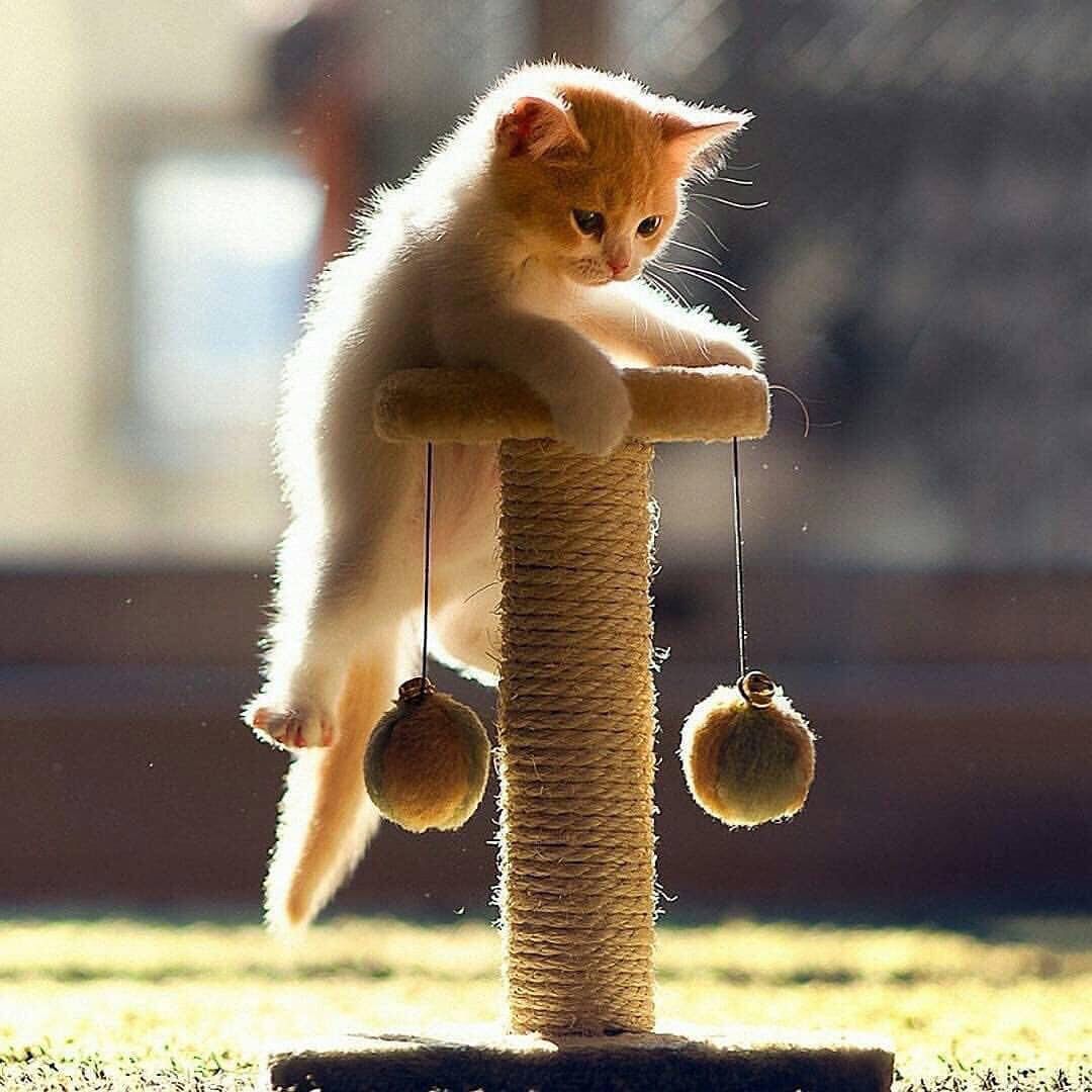 4TheAnimal's tweet photo. The innocence is amazing 

#catagram #kitten #kittens #kittenplay #catsofinstagram https://t.co/5ANsxmDP3K