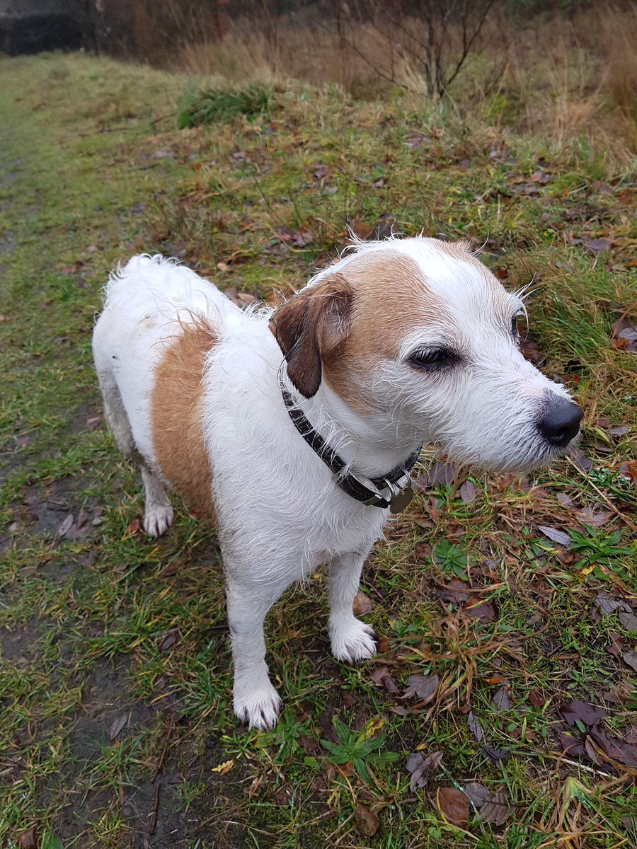 Meet Ash. Our latest furry guest. A handsome boy #dogfriendly #peakdistrict