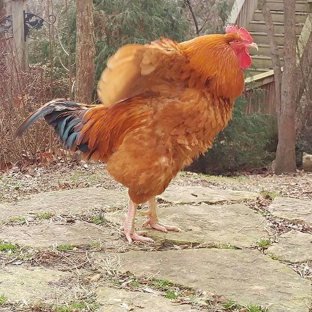 PamsBackyard's tweet photo. There's some rooster wing flapping going on for #roosdaytuesday courtesy of Hank. #pamsbackyardchickens #rooster #roostersofinstagram #instachicken #chickensofinstagram #chickensofig #backyardchickens #backyardflock #freerangechickens #poultrypose #poult… https://t.co/bLIAUwhlHn https://t.co/Ouz6KHy3Ts
