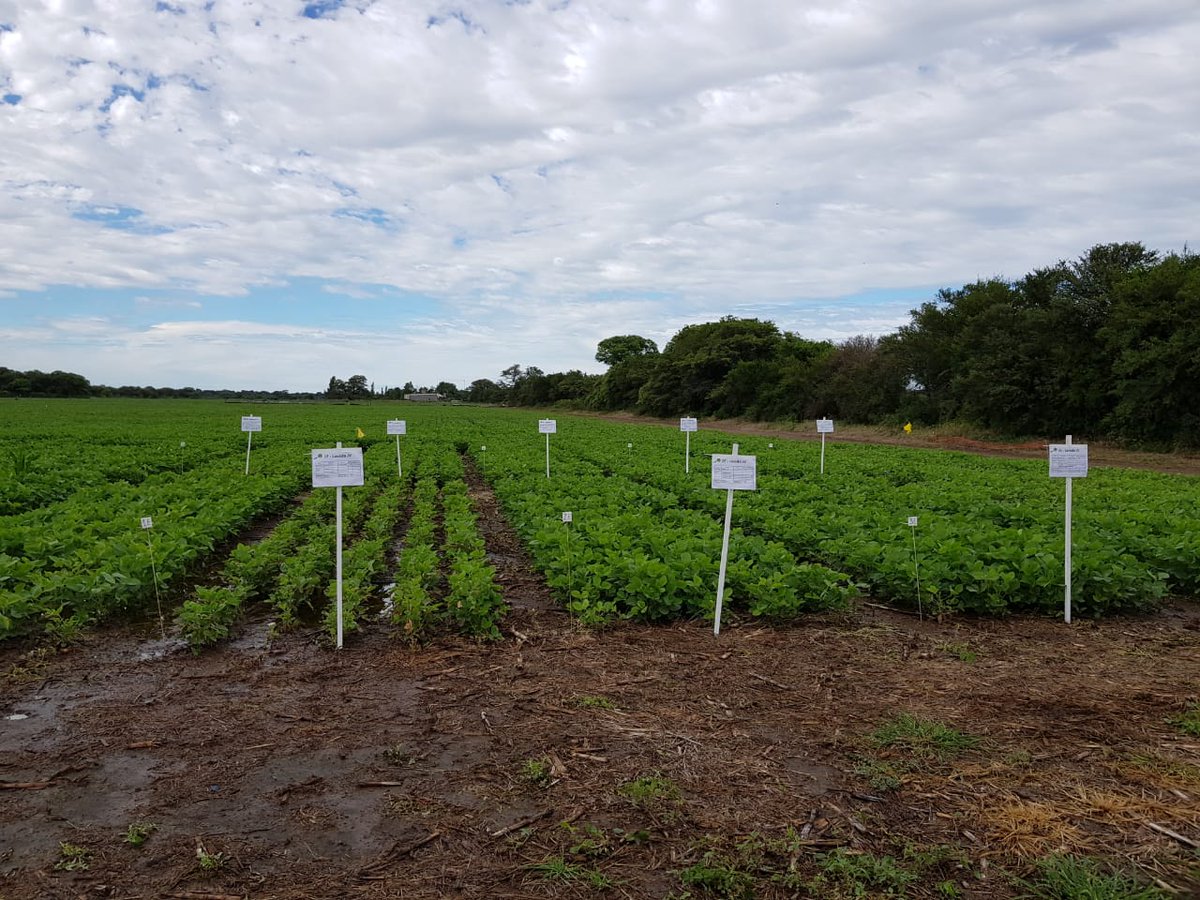 sumitomochem_ar's tweet photo. ➡ Estamos viviendo una jornada a campo dedicada al control de malezas de soja y maíz. Una vez mas #Zethamaxx dejando huella con su gran efectividad pre siembra en soja 🌿. ¡Mirá las fotos! ☀
Estamos más cerca del campo, más conectados con vos. https://t.co/OvtMG9cWwn