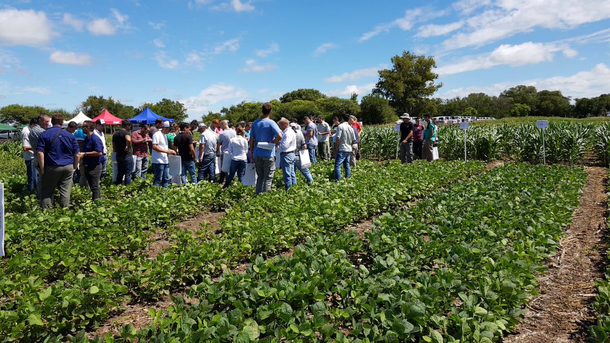 sumitomochem_ar's tweet photo. ➡ Estamos viviendo una jornada a campo dedicada al control de malezas de soja y maíz. Una vez mas #Zethamaxx dejando huella con su gran efectividad pre siembra en soja 🌿. ¡Mirá las fotos! ☀
Estamos más cerca del campo, más conectados con vos. https://t.co/OvtMG9cWwn