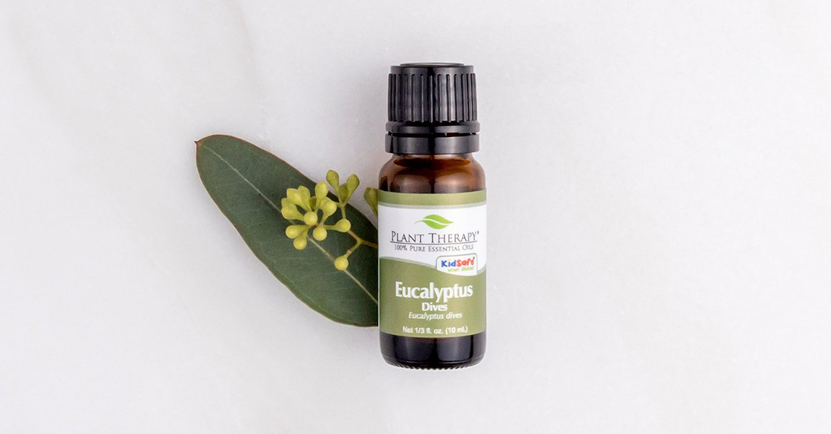 PlantTherapy's tweet photo. Eucalyptus Dives, the only KidSafe Eucalyptus, is a wonderful essential oil with incredible therapeutic properties. Today is your final chance to save 15% on Eucalyptus Dives using code: SPOTLIGHT29 #spotlightoiloftheweek #essentialoils

Shop now: https://t.co/tOUoYrovIX https://t.co/AeeHLyI84i
