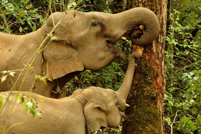 Are you passionate about elephant conservation? Join <a href="/GVIWORLD/">GVI</a> in Northern Thailand and help with elephant reintroduction. 

Find out more: 
seethewild.org/volunteer-with…

#gvi #volunteerabroad #elephantconservation #volunteerinthailand #wildlifeconservation