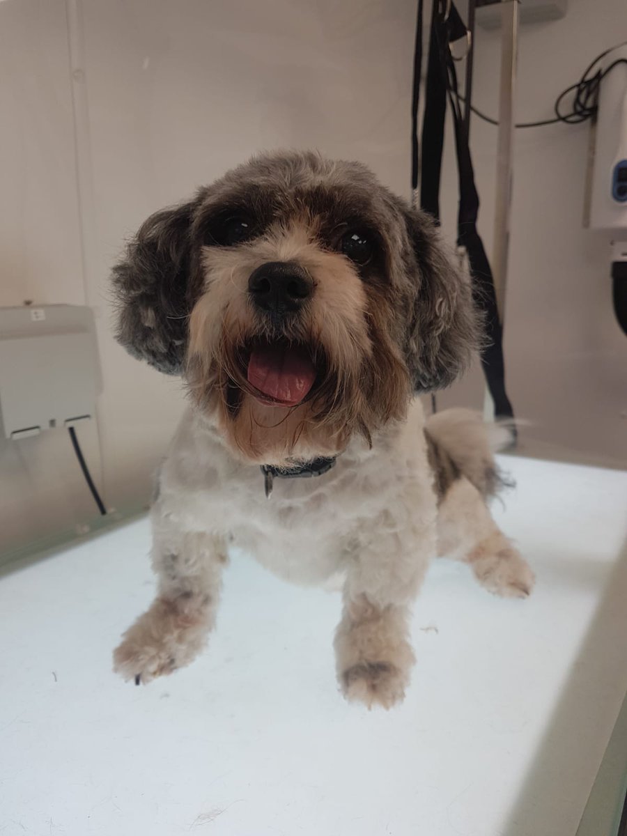 Chic Dog Grooming (@ChicGrooming) / Posts / X