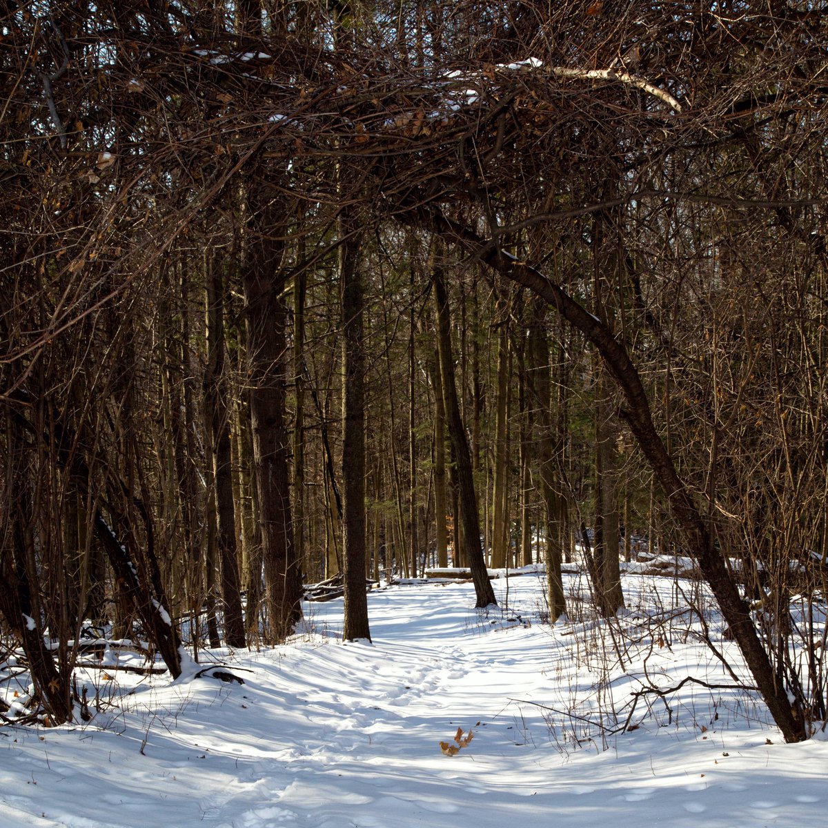 Online booking is now live for our Naturally Mindful Course. Visit trca.checkfront.com/reserve/?item_… to reserve your spot in this unique course.