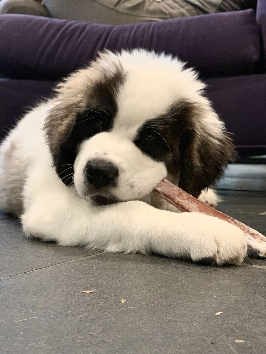 moonlightdogcfe's tweet photo. Fluffy Ivar. Dose of cuteness. Bully Sticks are great for keeping puppy teeth off you and your furniture 😉 #puppiesofinstagram #Puppies #cute #dogmoms #CutePuppies https://t.co/KekcOPQM73