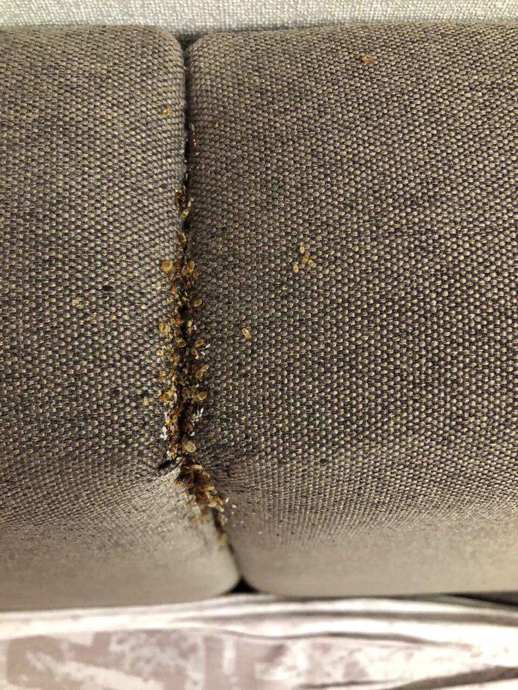 InsectStop's tweet image. Бывает и такое
#StopInsect #ДезинсекцияХарьков #Дезинсекция #УничтожениеНасекомых