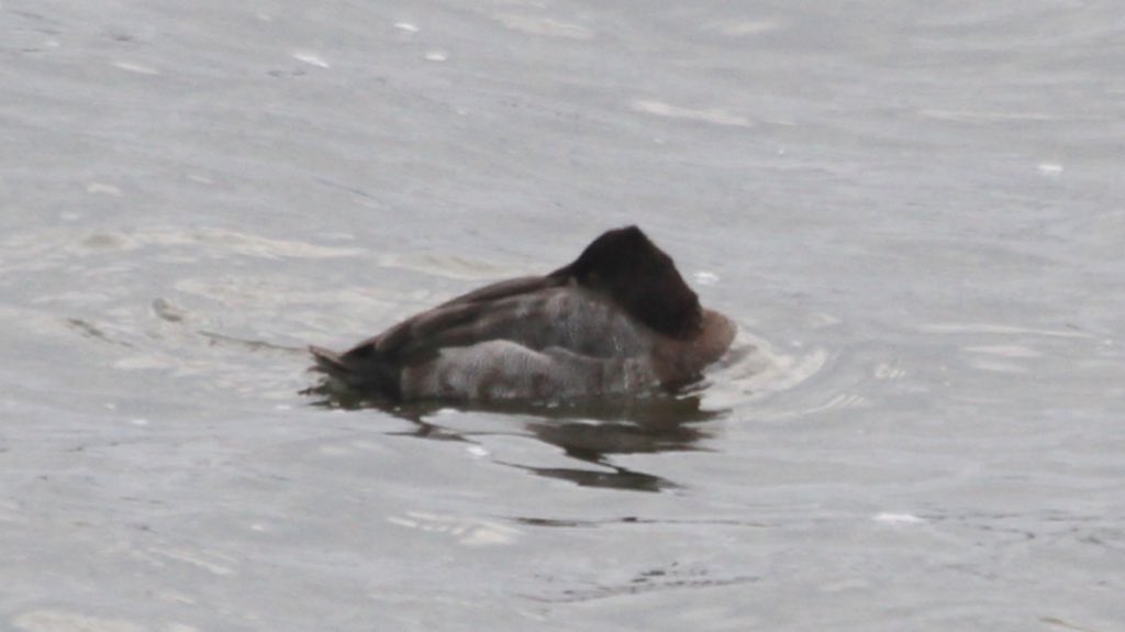 HughieKing's tweet photo. Distant head up &amp; closer head down pic of the recent female Lesser Scaup at Blithfield Res Staffs today. My third in Staffs. https://t.co/lt1bUyPiuO