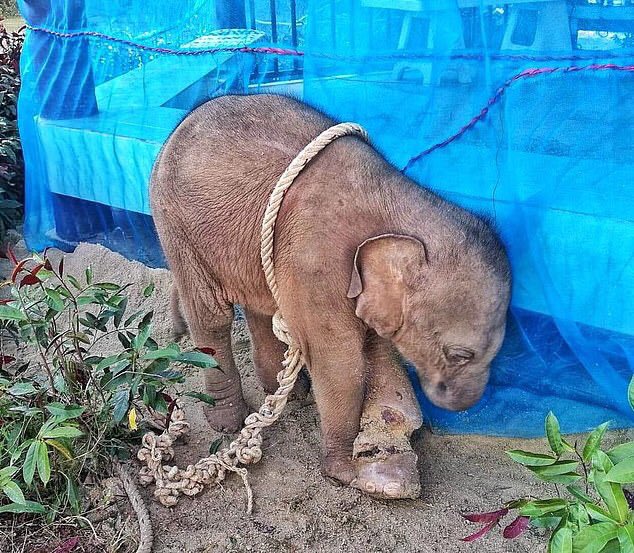 So this is what hunting looks like when the hunters pack up their guns and return home.
“Baby elephant dies from horrific wounds inflicted by hunter who tied rope to her ankle so tightly it cut down to the bone after she was captured in Thailand.”