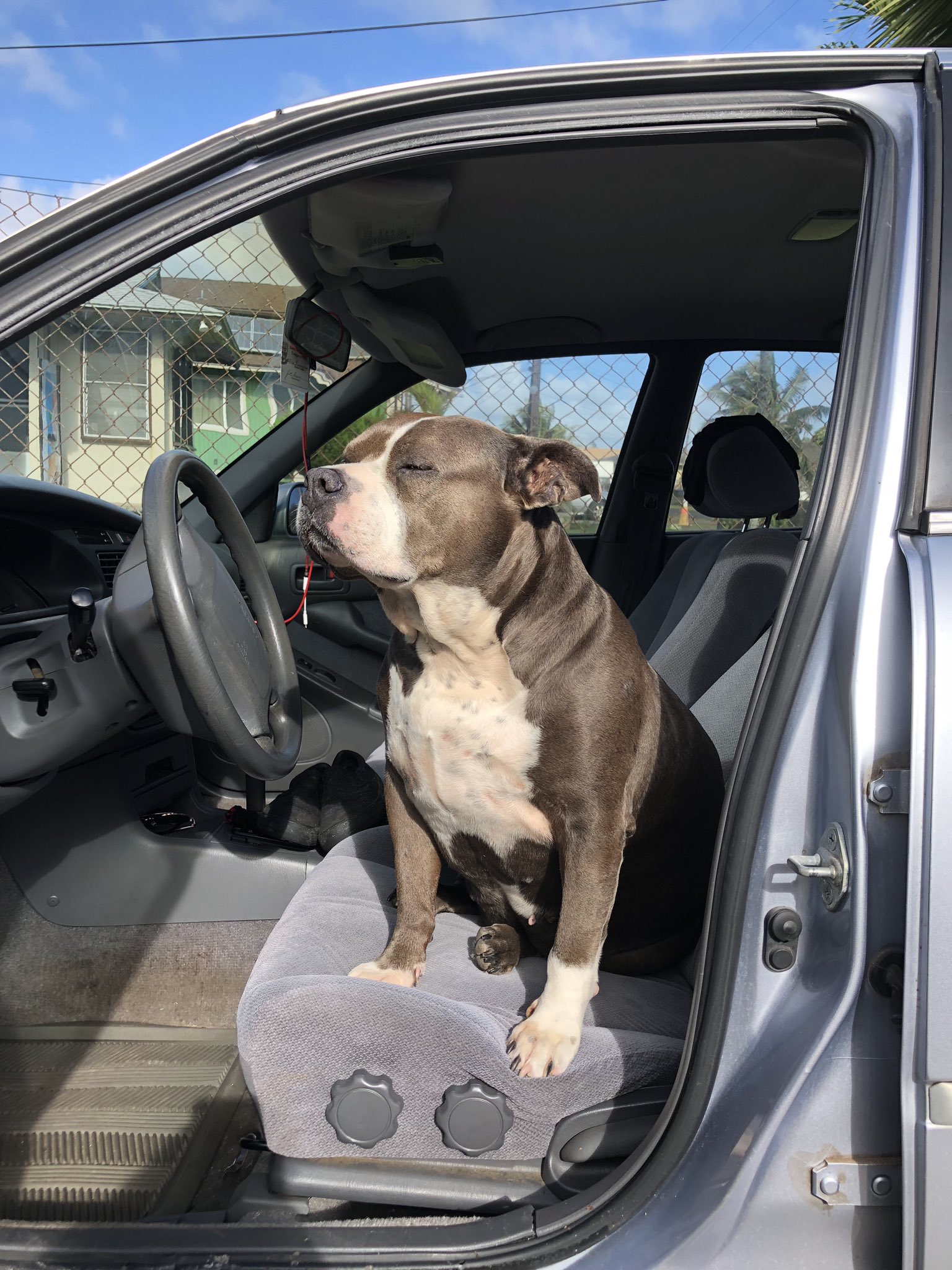 Pua Kaaloa on Twitter "tell me why my dog takes better pics than me? 🤨