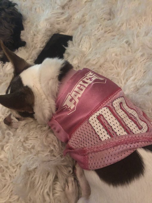 Nicky the chi chihuahua https://t.co/9FbphnujWK<a href="/tag/newprofilepic"class="tags"><span>#newprofilepic</span></a>