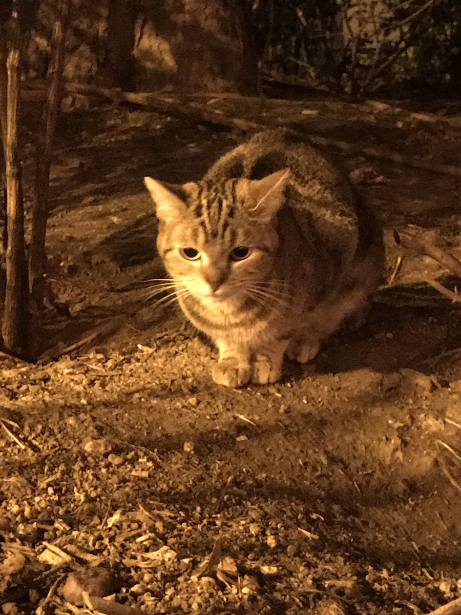 Elise_Th's tweet photo. Chat trouvé aux abords de Rue de Rivoli. J’ai pu le nourrir mais pas le récupérer. Merci de partager. #chat #perdu https://t.co/7m7LgNCu1X
