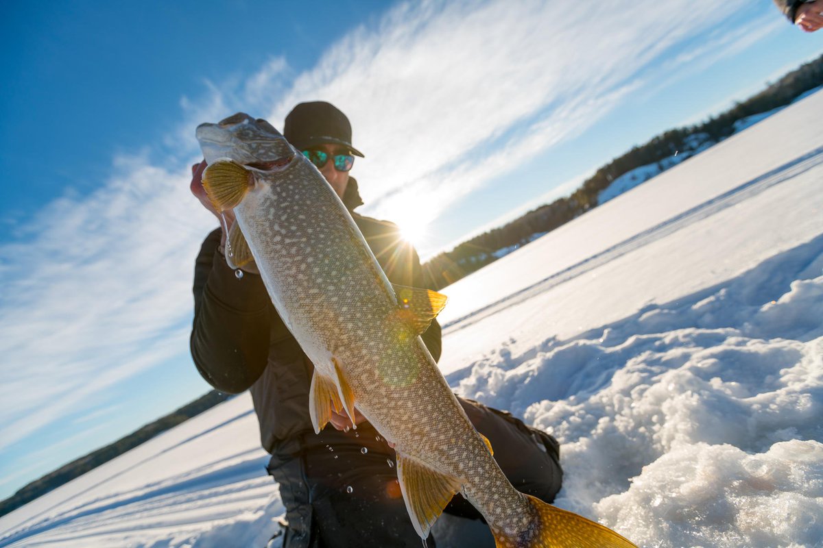 rapalacanada's tweet photo. Hope all your weekends looked a lot like this! What a monster Ontario laker brought in by Pro Staff Jay S. Calm, cool and collected as always.
.
#rapala #rapsnap #icefishing #icefishingnation #icefishinglife #fishingaddict #fishinglifestyle #vmchooks #laketrout #fishingontario https://t.co/61fZV4ULVk