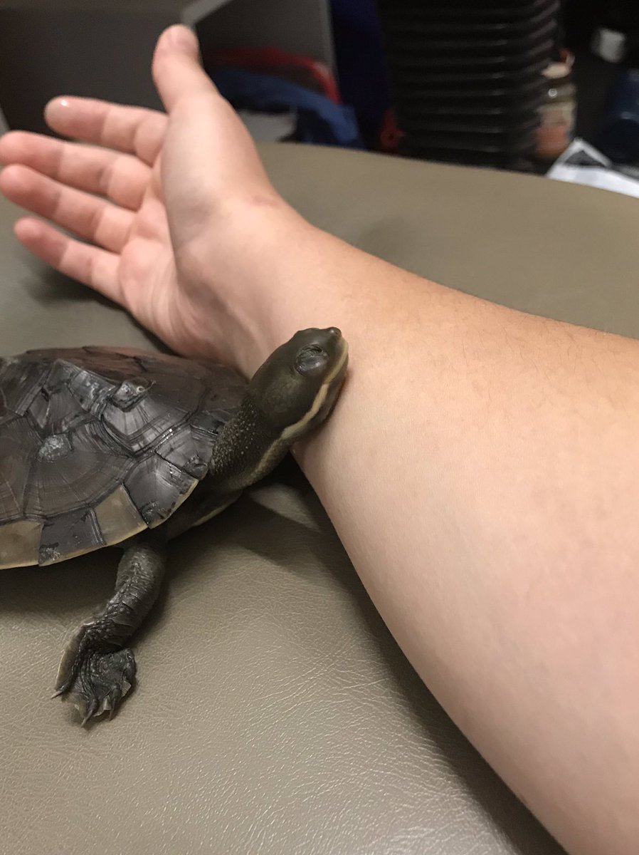 bonnietheturtle's tweet photo. Best way to fight off the sads is morning cuddles with my human 🐢#therapypets #Ilovemyhumans #turtlesoftwitter #asd https://t.co/hXLYqnCwBw