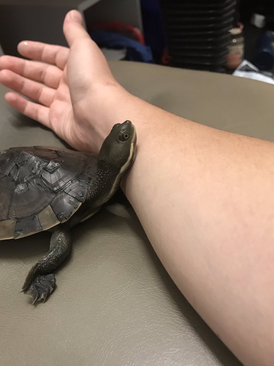bonnietheturtle's tweet photo. Best way to fight off the sads is morning cuddles with my human 🐢#therapypets #Ilovemyhumans #turtlesoftwitter #asd https://t.co/hXLYqnCwBw