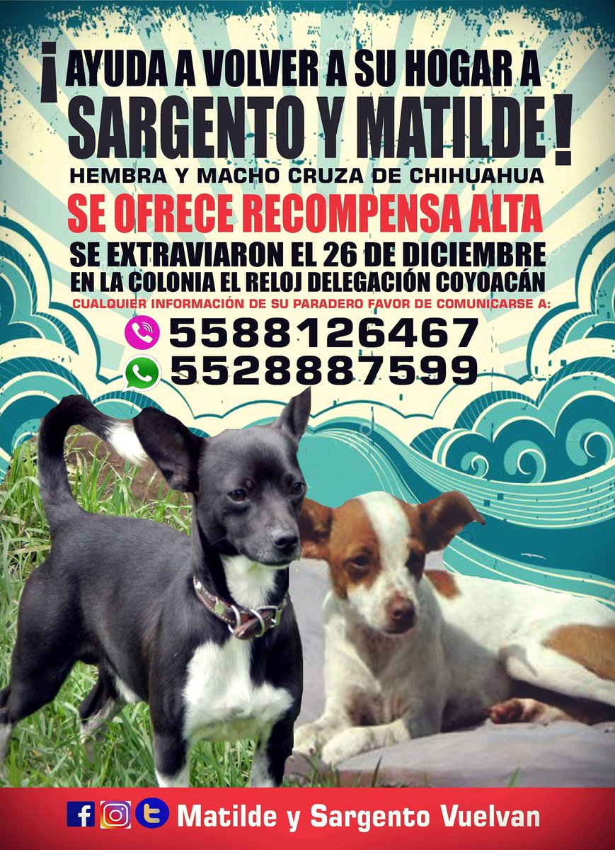 MySvuelvan's tweet photo. Estamos buscando a dos miembros de la familia. Quién pueda ayudar a encontrarlos además de mi gratitud enorme y sincera, estamos dispuestos a vender todo lo que tenemos para dar una buena recompensa, y es que no hay nada más valioso que tenerlos a ellos. 
#chihuahuasperdidos https://t.co/mx6jUjL9dr