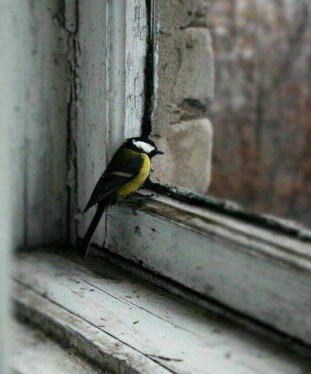 sedhadihoseiny's tweet photo. تـنـگ اسـت دلـــم

قـوت فـرياد کجائـی؟

#حزین_لاهیجی https://t.co/x3OBoayXW6