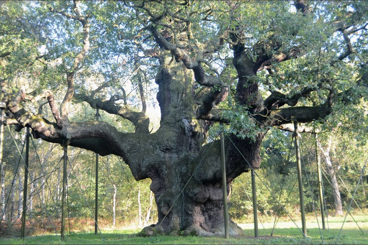 Bookings for the ATF 2019 summer conference at Sherwood Forest are now live- please book early to avoid disappointment!!🌳 #ancienttrees ancienttreeforum.co.uk/events/atf-sum…