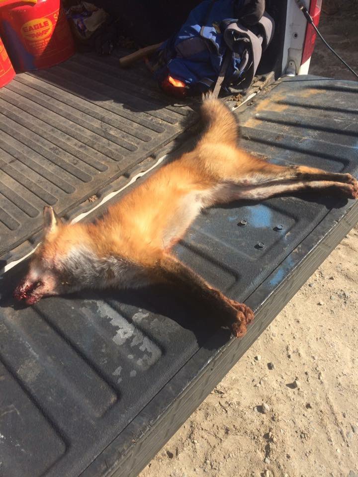 MilnerMerchant's tweet photo. Red fox are hard to come by now days. #MilnerTrapper #Trapping #TrappingLife #RedFox #Fox #FoxTrapping https://t.co/kQGnZ0rEcQ