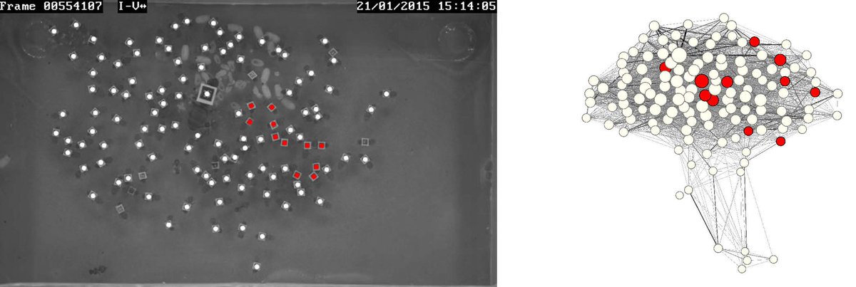 NStroeymeyt's tweet photo. 2 #PhD and 2 #postdoc positions available in my lab to study collective disease defenses in #ants! https://t.co/k5Va1fsHgS
#iussi #socialinsects #socialimmunity #networkepidemiology  #microbiota #ercstarting #collectivebehavior #interactionnetwork #divisionoflabor #epidemiology https://t.co/ADKEjosI5T