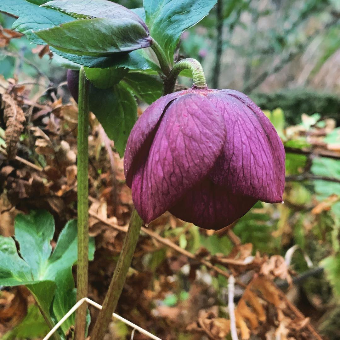 ferncrestltd's tweet photo. Few highlights from being out in the garden all day. What’s looking good in your garden? Monty 🌼🌼🌼 https://t.co/RdZHnObfuX