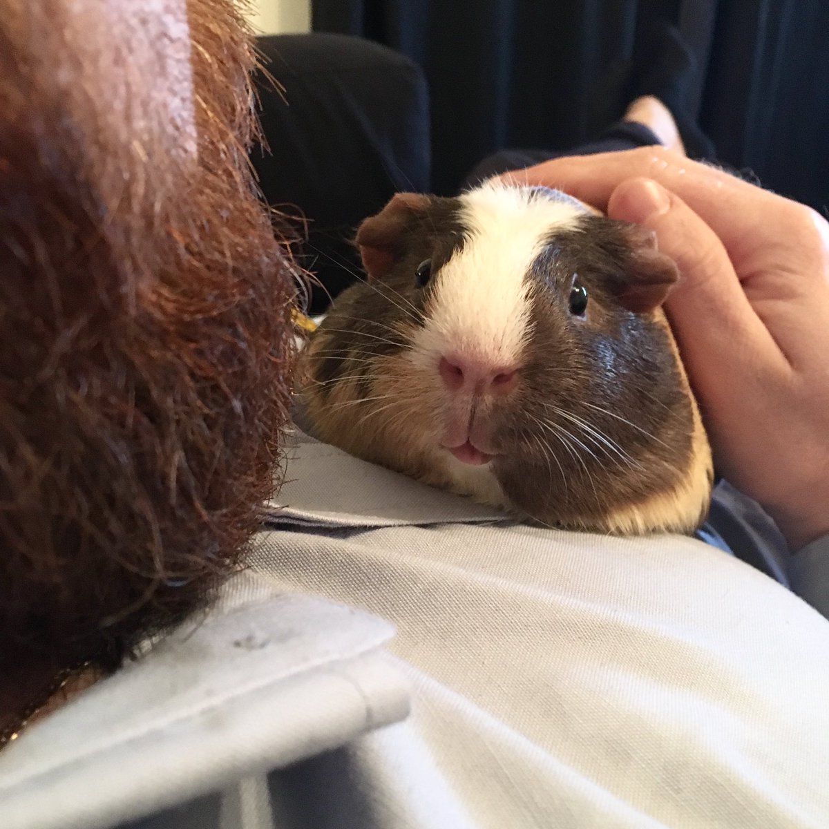 Our boy is such a cutie 💜 #chillitheguineapig #15monthsold #furryfriend