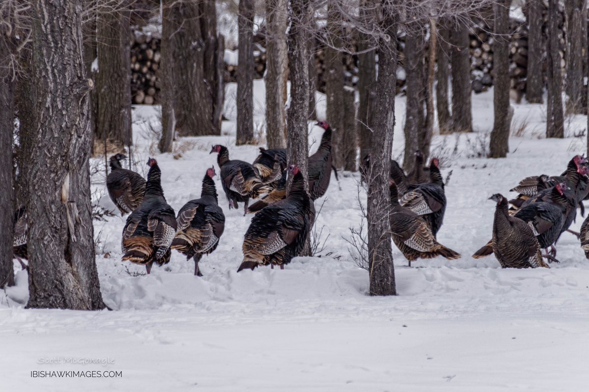 Scott McGonagle tweet media