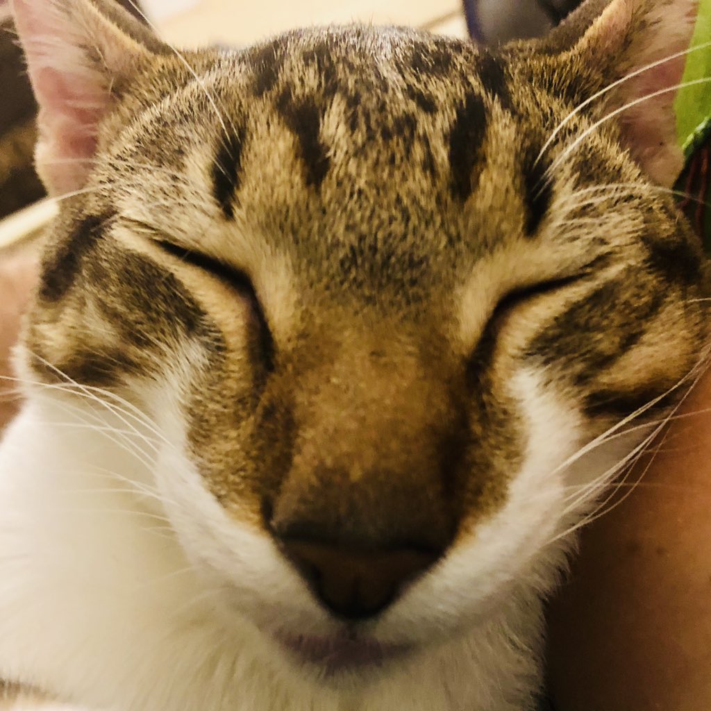 JillianKeenan's tweet photo. NOSES #likefather #likecat (@Dan_Stitches) https://t.co/ZiEoVa5bC8