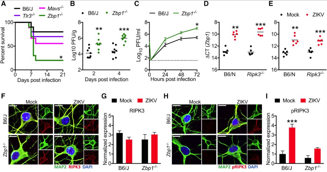 mmw_lmw's tweet image. #Metabolic_ReProgramming in Neurons | Nuceotide sensor ZBP1 and Kinase RIPK3 promotes an #AntiViral Metabolic State | Andrew Oberst @UW @ImmunityCP buff.ly/2MdjXBn