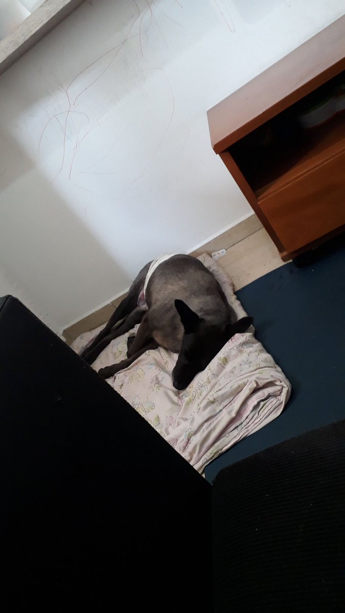 AjudeNeco's tweet photo. Esse é o Neco. Há 8 dias foi na emergência, acabou descobrindo que estava com baço aumentado. No dia seguinte fizemos a cirurgia, e ela, os medicamentos e a consulta custaram R$2300. Ele não melhorou e voltando ao médico descobrimos que estava com insuficiência renal e hepática. https://t.co/5taCa96osI
