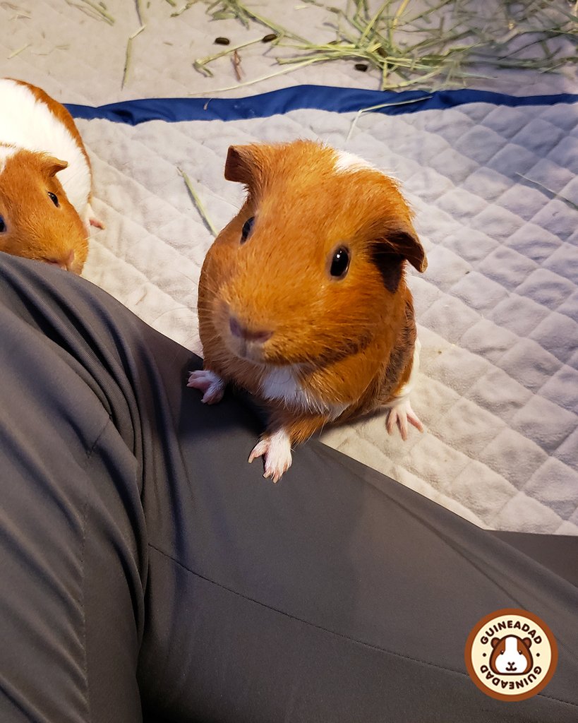 GuineaDad's tweet photo. Dad, play with me! #howcanyou #resistthatface #peanut #newpussinboots
_________________
GuineaDad, helping piggies live their lives to the fullest
_________________
#guineadad #guineapig #guineapigs #guineapiglove #love #animals #furry #pet #pets #animallovers #nourish #timothy https://t.co/3mjJjMeHvY