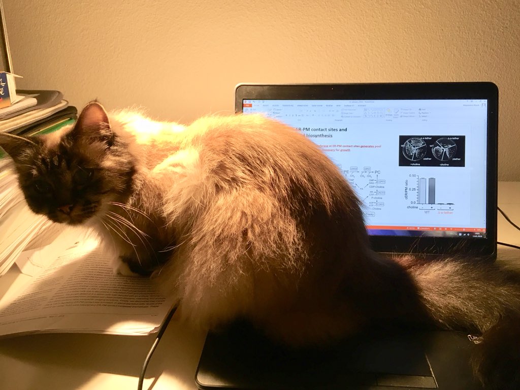 MagdalenaMarek_'s tweet photo. Trying to work from home :/ #cat #CatsOfTwitter #CatsInScience https://t.co/EUldlZNEUu