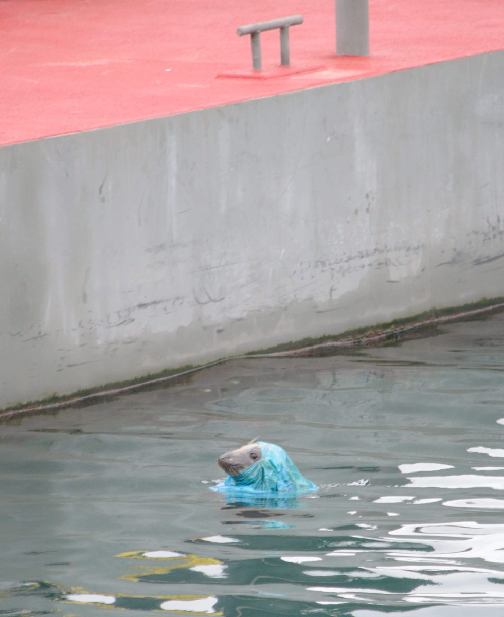 TorBayHarbour's tweet image. Photo been sent in by @martyncannan who took a snap of this fella yesterday at @MDLBrixham, thankfully the seal managed to extricate itself from the bag. Do your bit for the environment and wildlife #BinItForBeaches. #BeachCleans #CleanerCoast #PlasticOceans
@CleanerCoasts