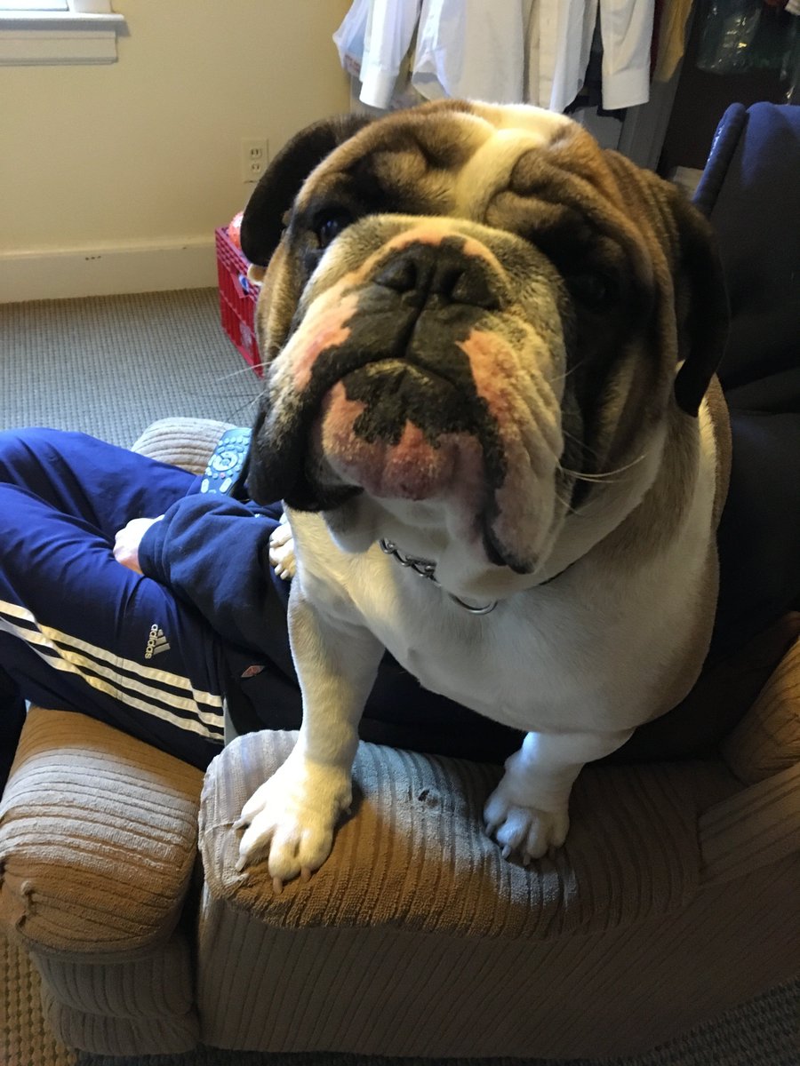 Rescue your forever friend <a href="/Shop_Augusta/">Marketplace @Augusta</a>