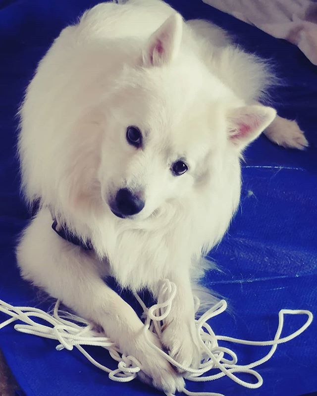 sissisdiary's tweet photo. "Yes I snuck into the area you're renovating, snatched the string you were using, and then fell asleep on the crime scene...
I'm confident my puppy eyes will take care of any issues you may have with that." 🐕 ��
.
.
.
.
.
.
.
.

#troublemaker 
#heisag… https://t.co/9coPS4gZWo https://t.co/gWV0xU378i