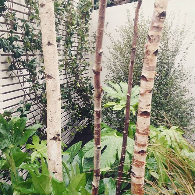 Urban spaces // a large specimen multi stem birch tree surrounded by lush leaves, grasses and evergreen climbers.

#birchtree #urbanspaces #urbangardens #plants #smallspacedesign #grasses  #anemanthele #botanicalexperts #Pittosporum #londongardens #fatsi… bit.ly/2THo7Ug