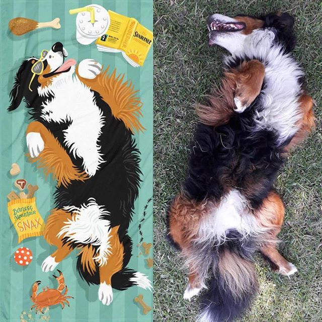 beatrixandmidge's tweet photo. Check it out, Maggie @crazyberner totally nailed the #sunberner pose!! Nice job, Maggie! #berner #sprawl https://t.co/OCnslASrt5 https://t.co/2EIGYrZb4j
