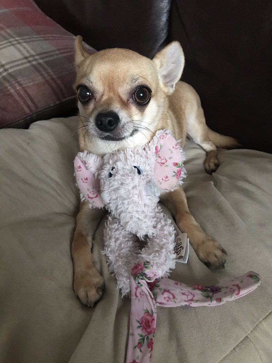 Bonnie_tickner's tweet photo. Me just hanging out today with my squeaky 
Thanks for snapping me again mum @siantickner https://t.co/TXsrh3PlH6